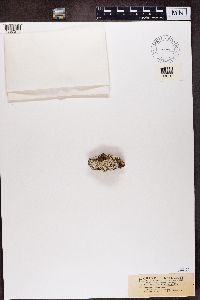 Variolaria amara image