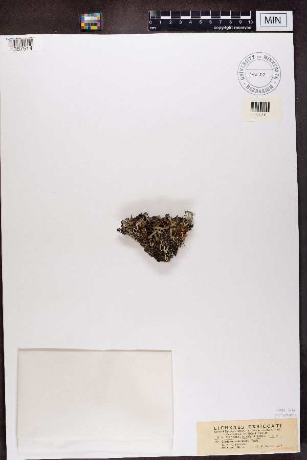 Cladonia cristatella image