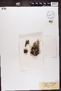 Cladonia verticillata image