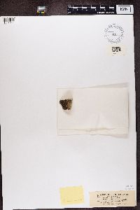 Protoparmeliopsis muralis image