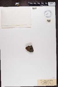 Aspicilia cinerea image