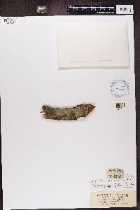 Pertusaria multipuncta image