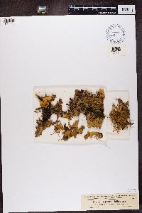 Platismatia glauca image