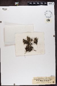 Cladonia fimbriata image