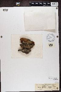 Diplotomma alboatrum image