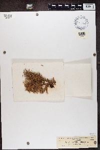 Evernia prunastri image