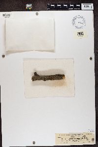 Lecanora carpinea image