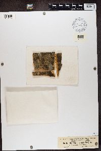 Opegrapha viridis image