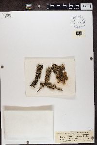 Hypogymnia physodes image