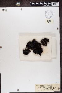 Parmelia omphalodes image