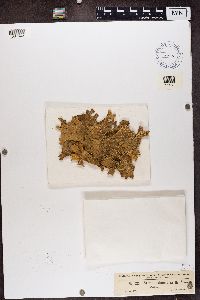 Lobaria pulmonaria image