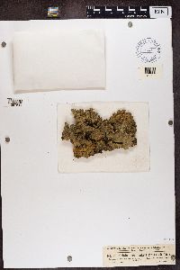 Lobaria scrobiculata image