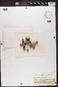 Pyrenocollema halodytes image