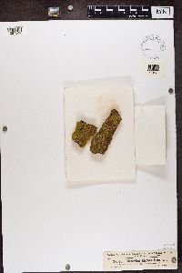 Cliostomum corrugatum image