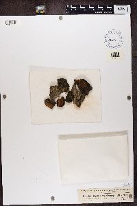 Amandinea punctata image