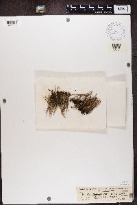 Cladonia cornuta image