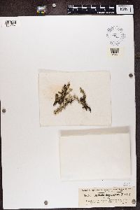 Cladonia phyllophora image