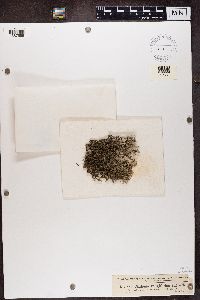 Cladonia rangiferina image