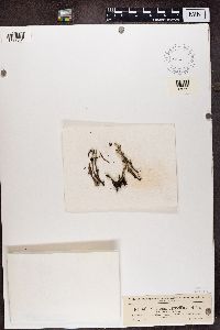 Cladonia verticillata image