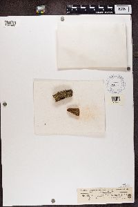 Chaenotheca furfuracea image