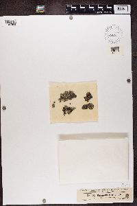 Physcia caesia image