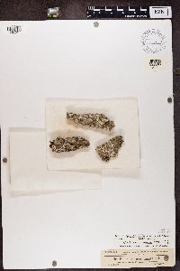 Variolaria amara image