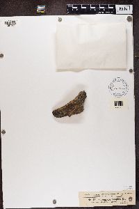 Polysporina simplex image