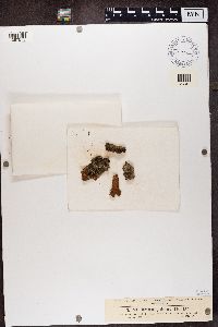 Biatora globulosa image
