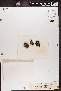 Cladonia parasitica image