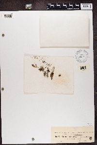 Cladonia fimbriata image