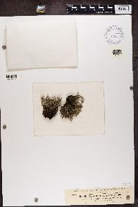 Cladonia squamosa image