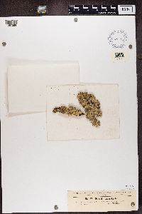 Flavoparmelia caperata image