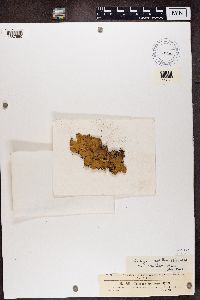 Peltigera aphthosa image