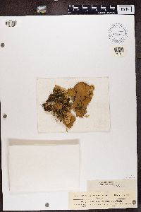 Peltigera horizontalis image