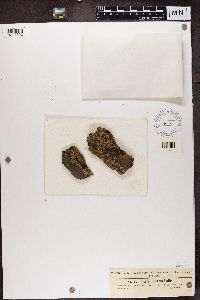 Hypocenomyce scalaris image