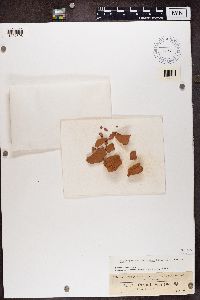 Pyrenocollema halodytes image