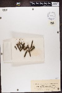 Polycauliona polycarpa image