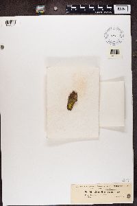 Chaenotheca trichialis image