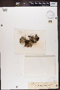 Cladonia digitata image