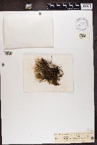 Cladonia subulata image