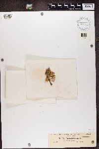 Evernia furfuracea image