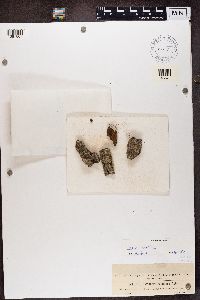 Lecanora expallens image