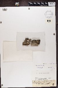 Myriolecis hagenii image