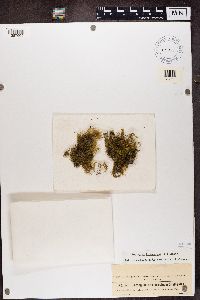 Image of Leptogium atrocoeruleum