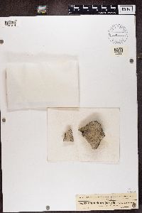 Phaeophyscia orbicularis image