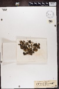 Tuckermanopsis chlorophylla image