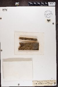 Hypocenomyce scalaris image