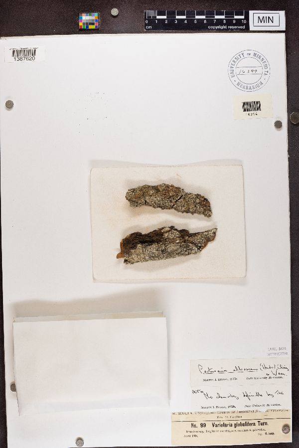 Variolaria globulifera image