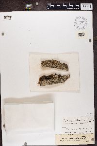 Image of Variolaria globulifera
