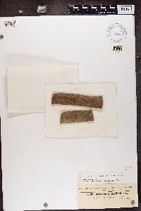 Naetrocymbe punctiformis image